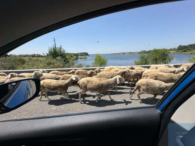 Terreno para Venda em São Vicente da Beira Foto 13