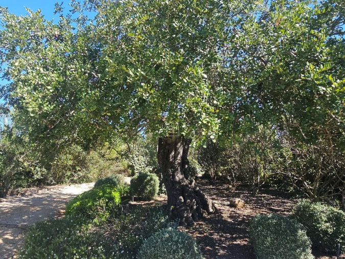 Moradia T4 para Venda em Santa Barbara de Nexe Foto 22