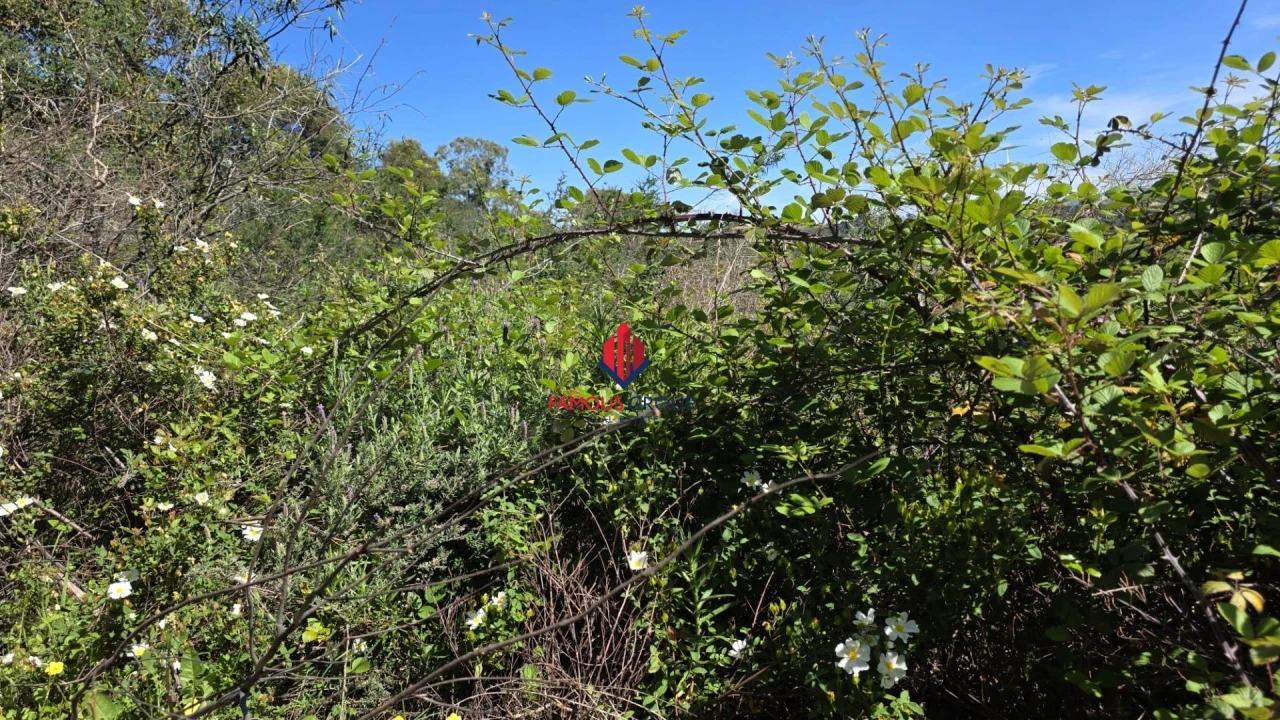 Terreno Agricola ou Rústico para Venda em Bensafrim e Barão de São João Foto 5