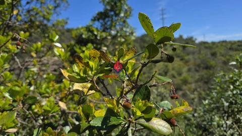 Terreno Agricola ou Rústico para Venda em Bensafrim e Barão de São João