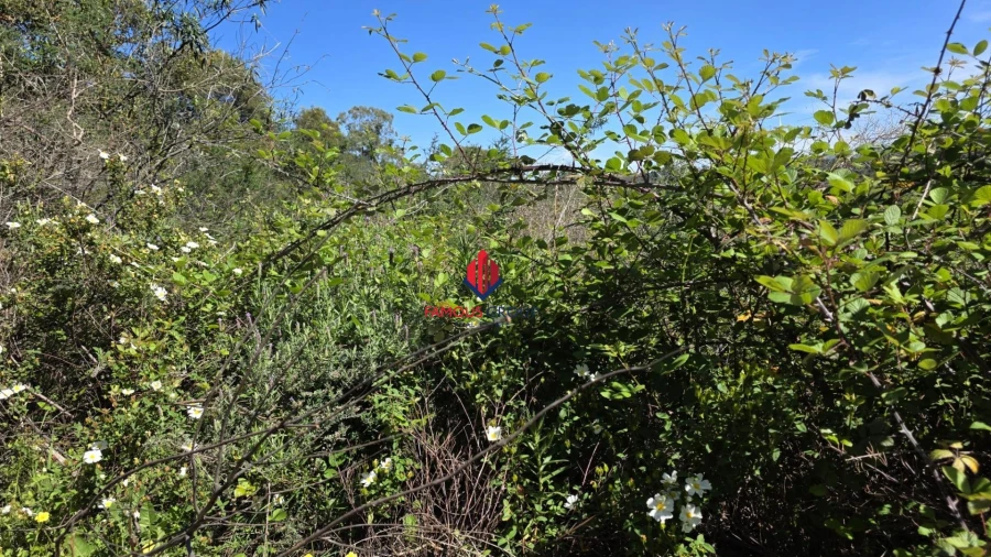 Terreno Agricola ou Rústico para Venda em Bensafrim e Barão de São João Foto 4