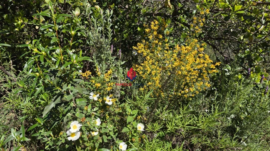 Terreno Agricola ou Rústico para Venda em Bensafrim e Barão de São João Foto 17