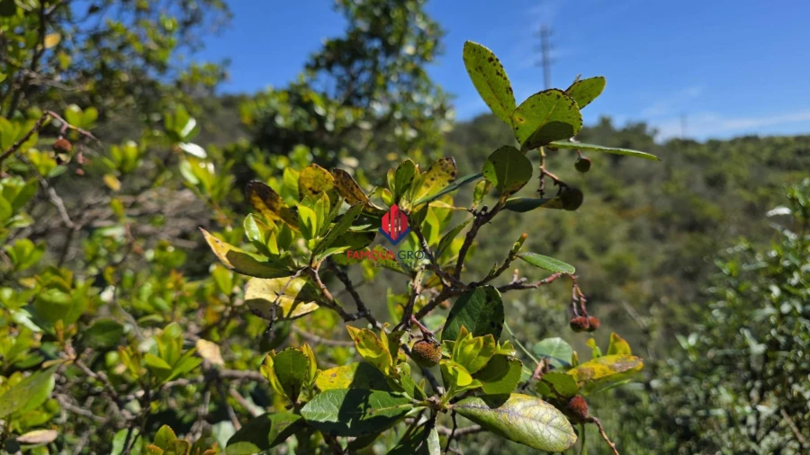 Terreno Agricola ou Rústico para Venda em Bensafrim e Barão de São João Foto 31