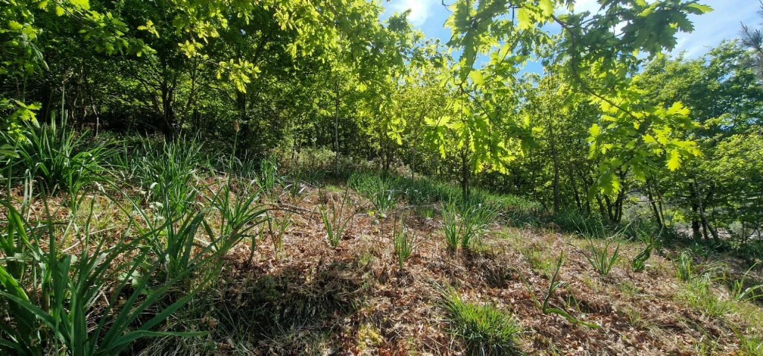 Terreno para Venda em Louredo Foto 15