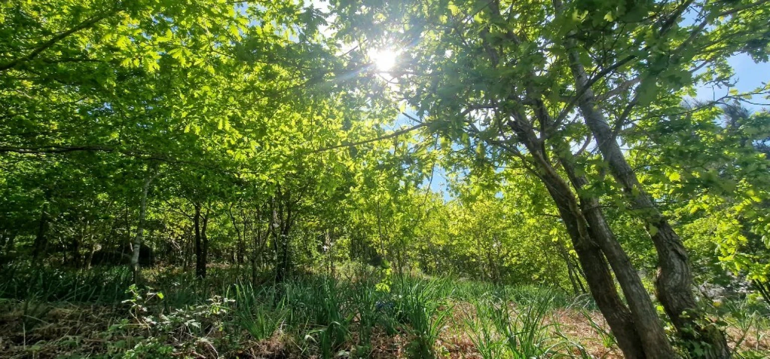Terreno para Venda em Louredo Foto 12