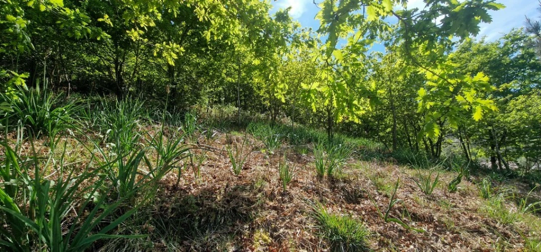 Terreno para Venda em Louredo Foto 15