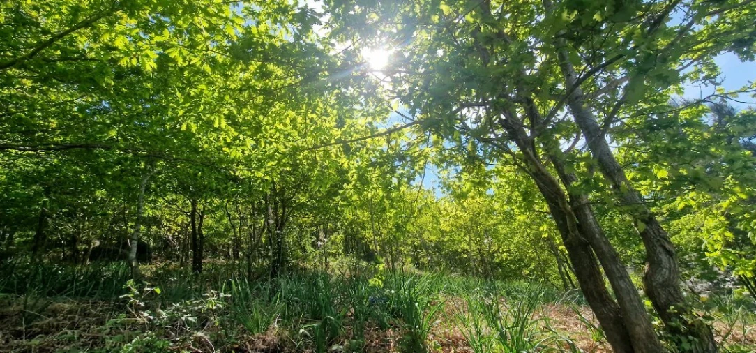 Terreno para Venda em Louredo Foto 12