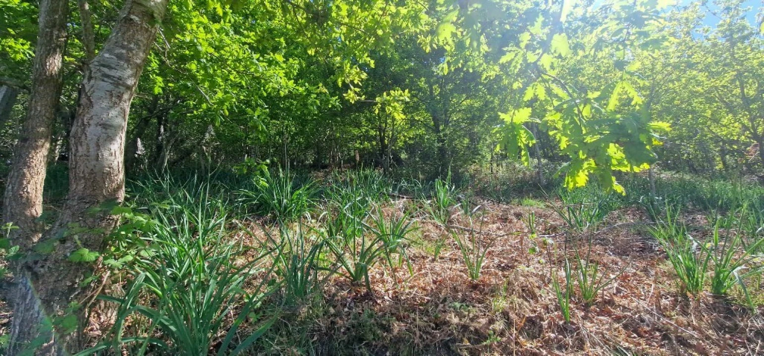 Terreno para Venda em Louredo Foto 14