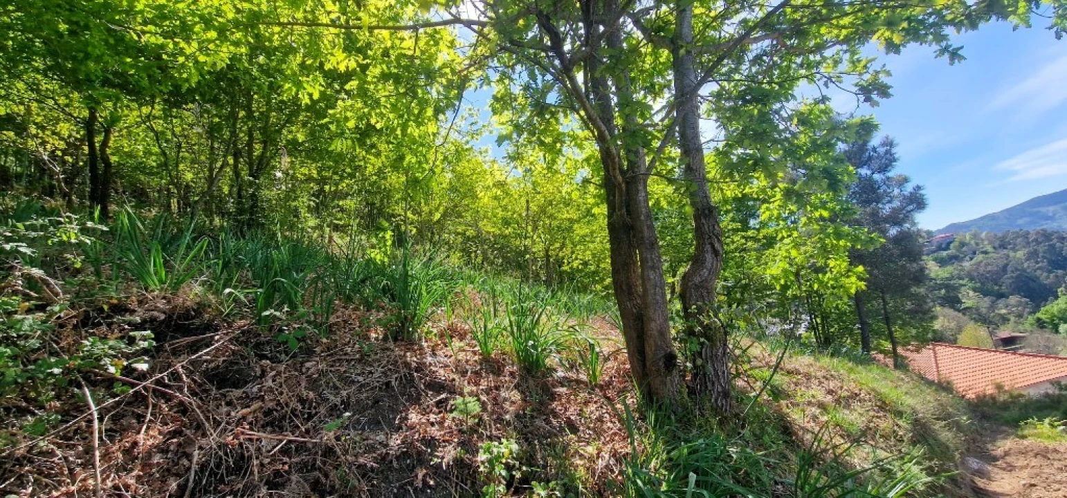 Terreno para Venda em Louredo Foto 13