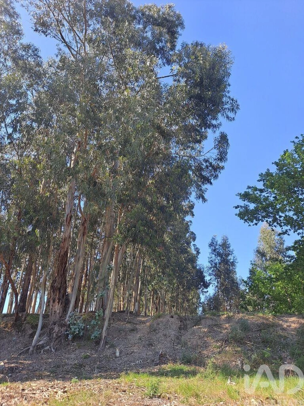 Terreno para Venda em Bustelo Foto 11