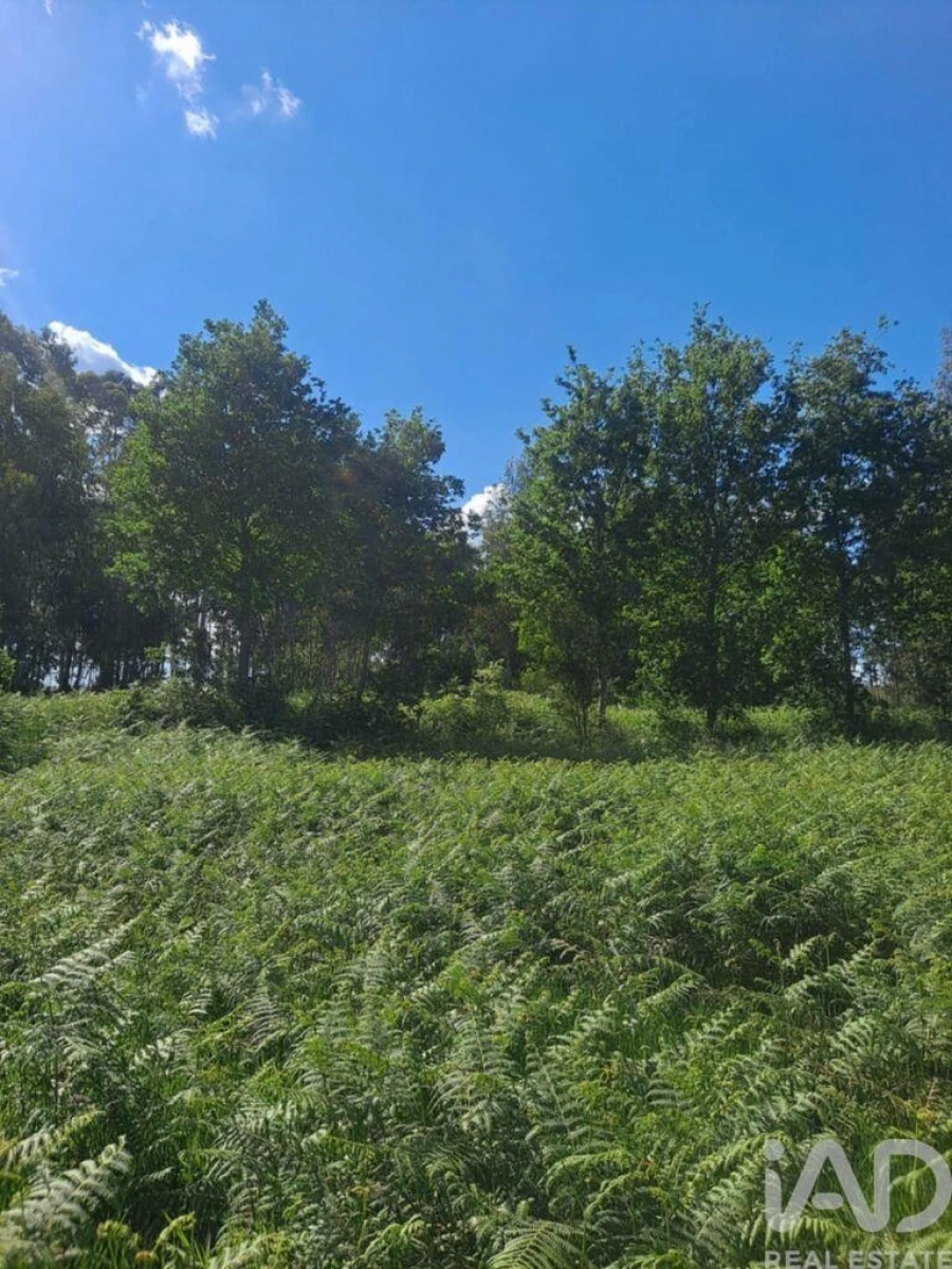 Terreno para Venda em Bustelo Foto 2