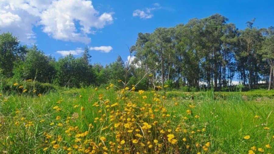 Terreno para Venda em Bustelo
