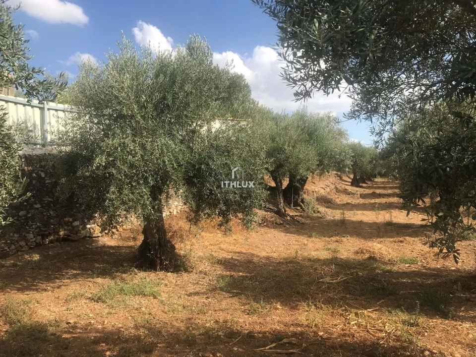 Terreno Agricola ou Rústico para Venda em Assunção, Ajuda, Salvador e Santo Ildefonso Foto 9