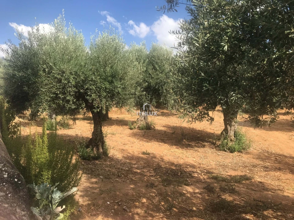 Terreno Agricola ou Rústico para Venda em Assunção, Ajuda, Salvador e Santo Ildefonso Foto 8
