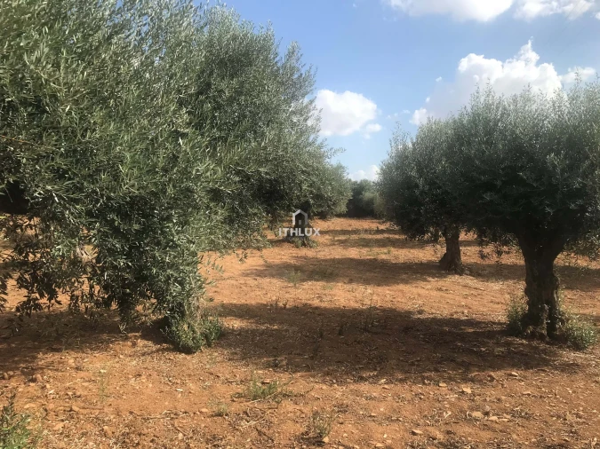 Terreno Agricola ou Rústico para Venda em Assunção, Ajuda, Salvador e Santo Ildefonso Foto 2