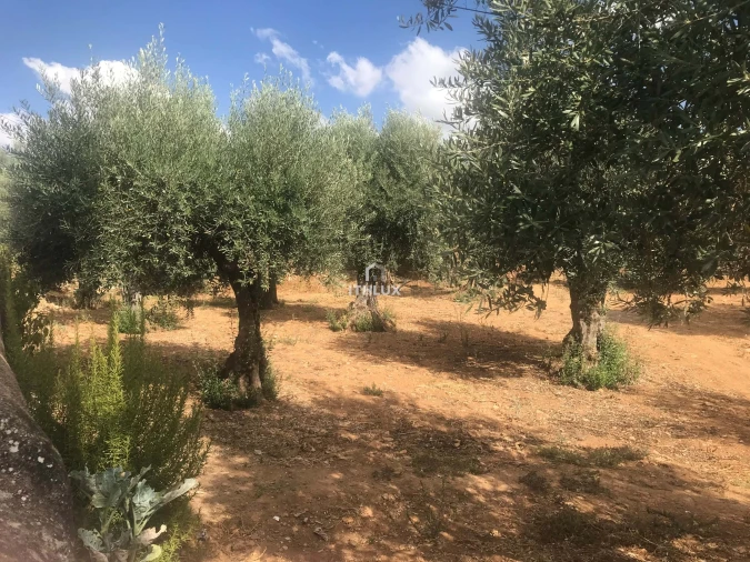 Terreno Agricola ou Rústico para Venda em Assunção, Ajuda, Salvador e Santo Ildefonso Foto 8