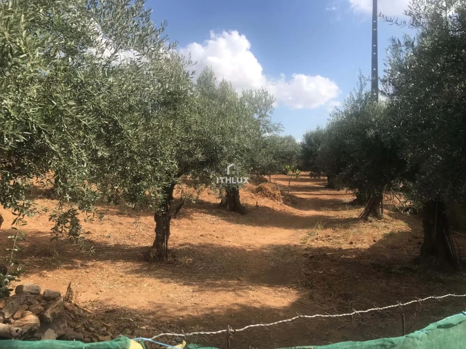 Terreno Agricola ou Rústico para Venda em Assunção, Ajuda, Salvador e Santo Ildefonso Foto 3