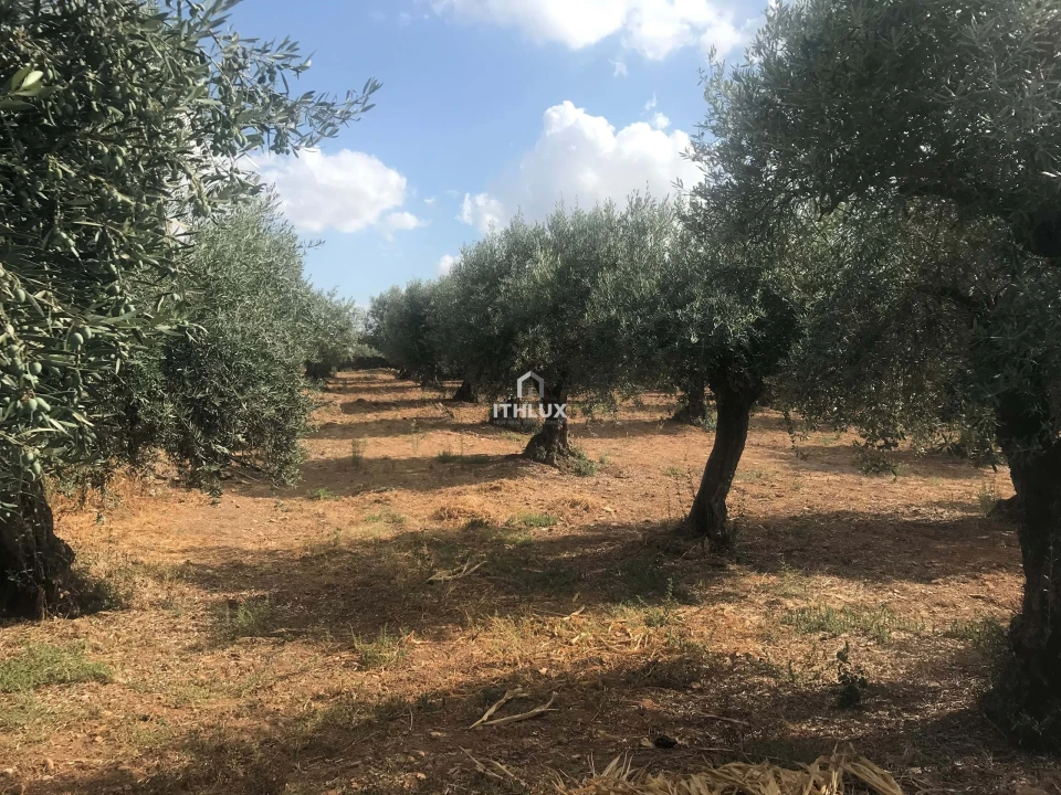 Terreno Agricola ou Rústico para Venda em Assunção, Ajuda, Salvador e Santo Ildefonso Foto 10