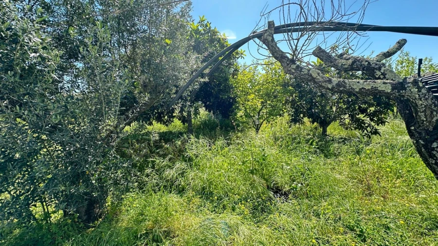 Quinta T3 para Venda em Vendas Novas Foto 9