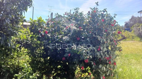 Quinta T3 para Venda em Cortiçadas de Lavre e Lavre