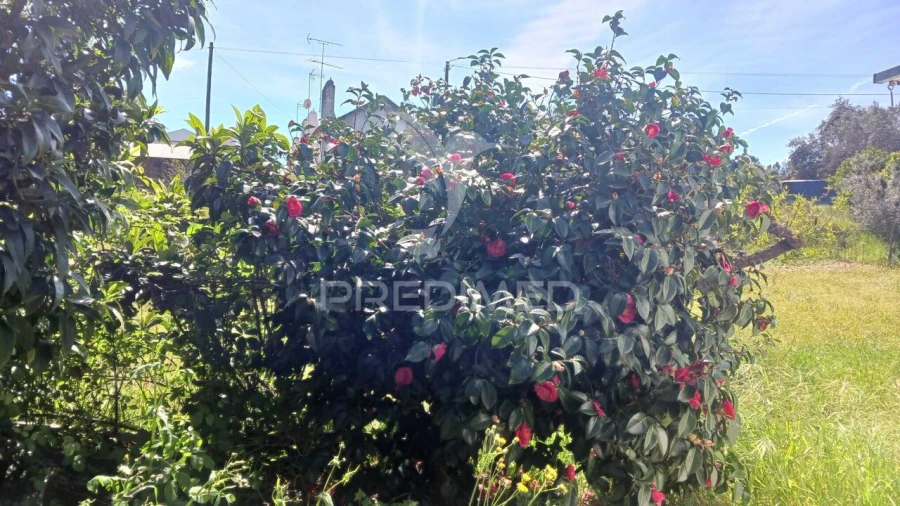 Quinta T3 para Venda em Cortiçadas de Lavre e Lavre Foto 3