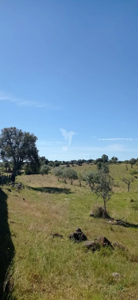Quinta T3 para Venda em Monte da Pedra