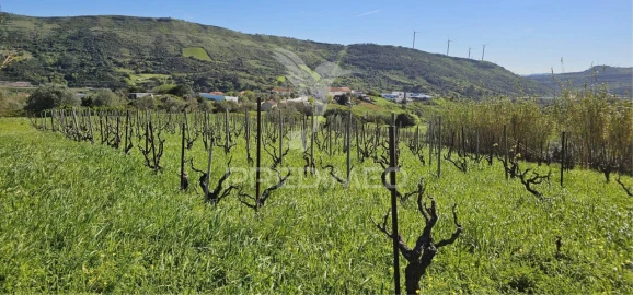 Terreno para Venda em Bucelas