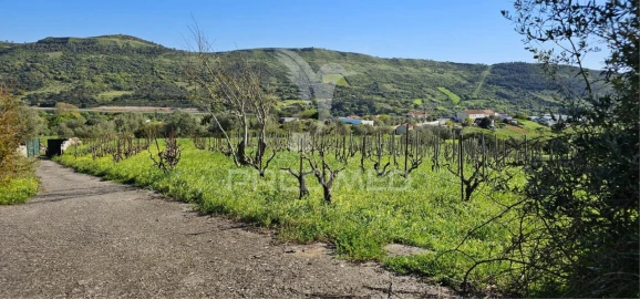 Terreno para Venda em Bucelas