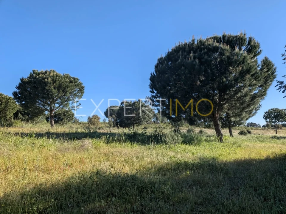 Terreno para Venda em Vendas Novas Foto 2