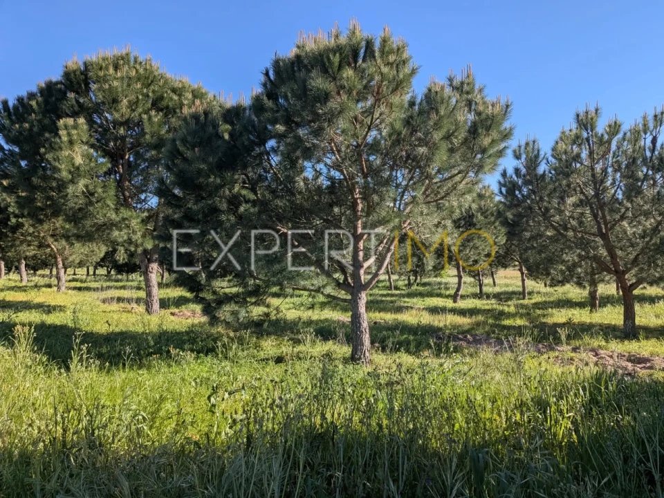 Terreno para Venda em Vendas Novas Foto 7