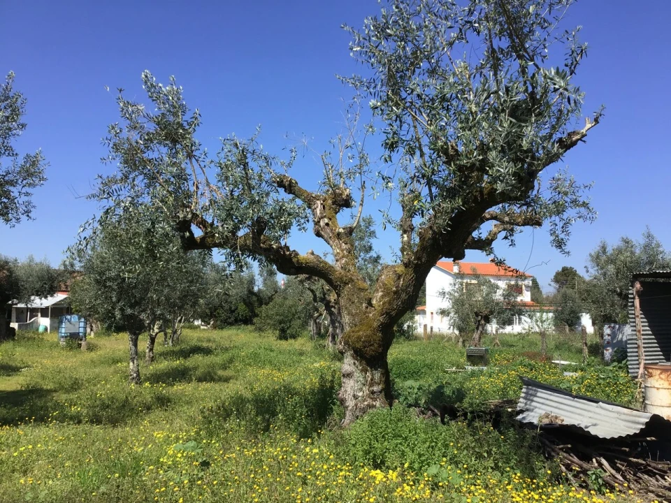 Moradia T2 para Venda em Alvega e Concavada Foto 18