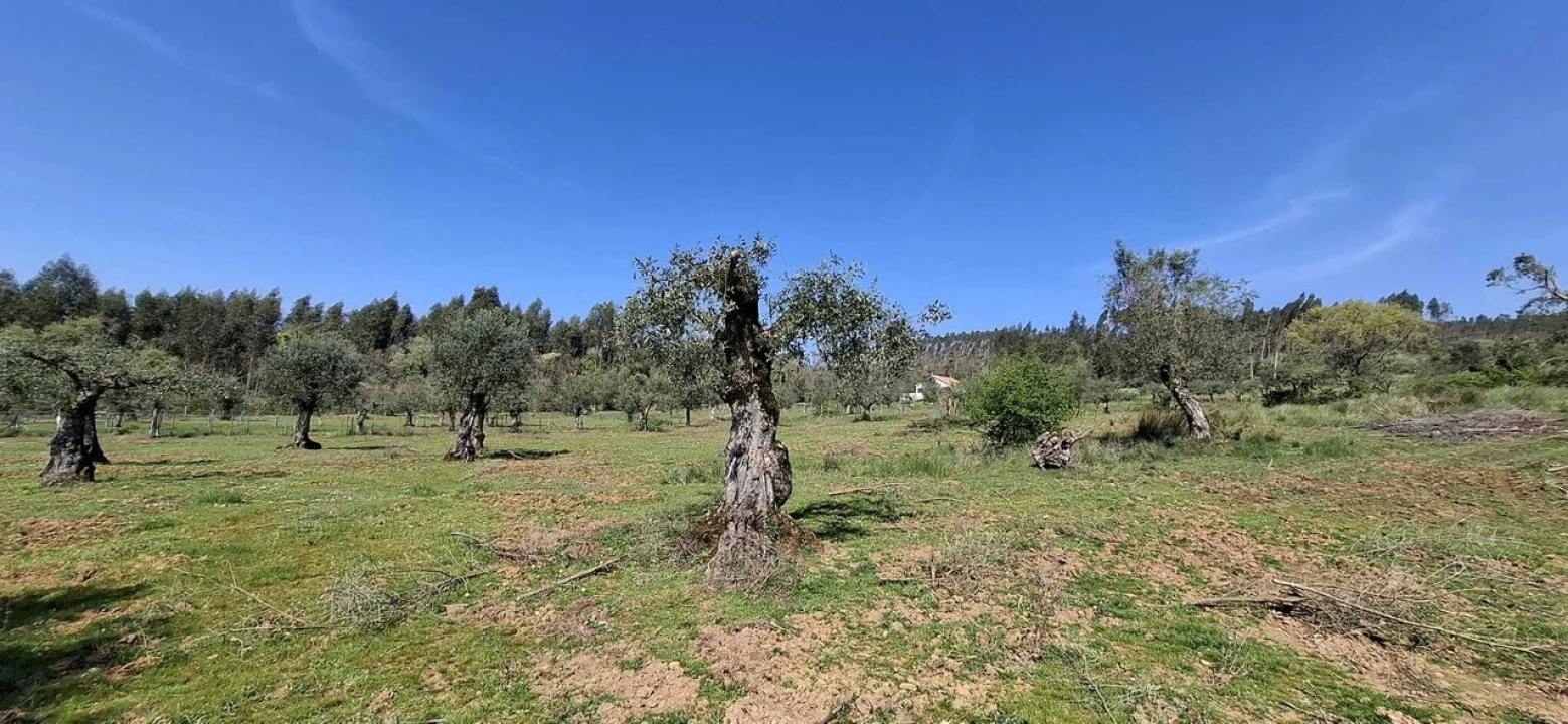 Quinta T0 para Venda em Nossa Senhora do Pranto Foto 11