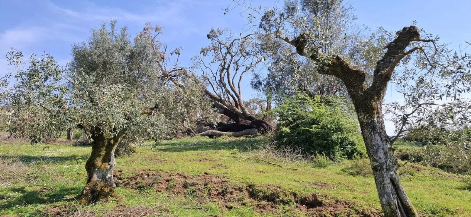 Quinta T0 para Venda em Nossa Senhora do Pranto Foto 14