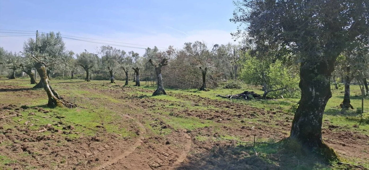 Quinta T0 para Venda em Nossa Senhora do Pranto Foto 18