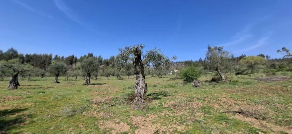 Quinta T0 para Venda em Nossa Senhora do Pranto