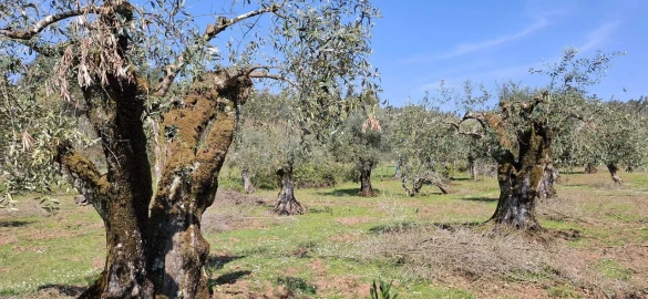 Quinta T0 para Venda em Nossa Senhora do Pranto