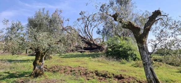 Quinta T0 para Venda em Nossa Senhora do Pranto