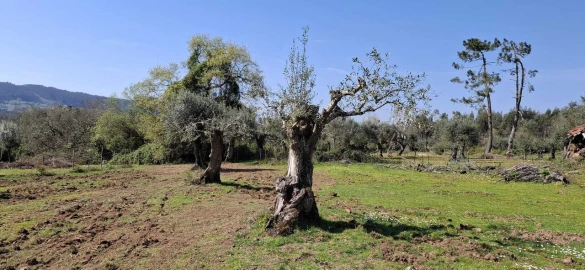 Quinta T0 para Venda em Nossa Senhora do Pranto