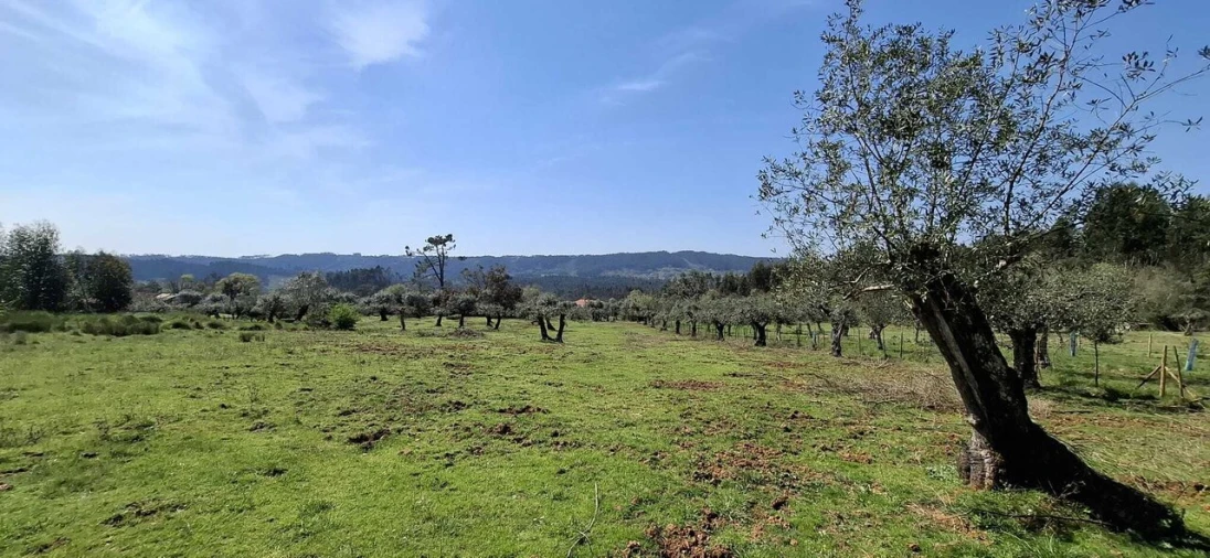 Quinta T0 para Venda em Nossa Senhora do Pranto Foto 9