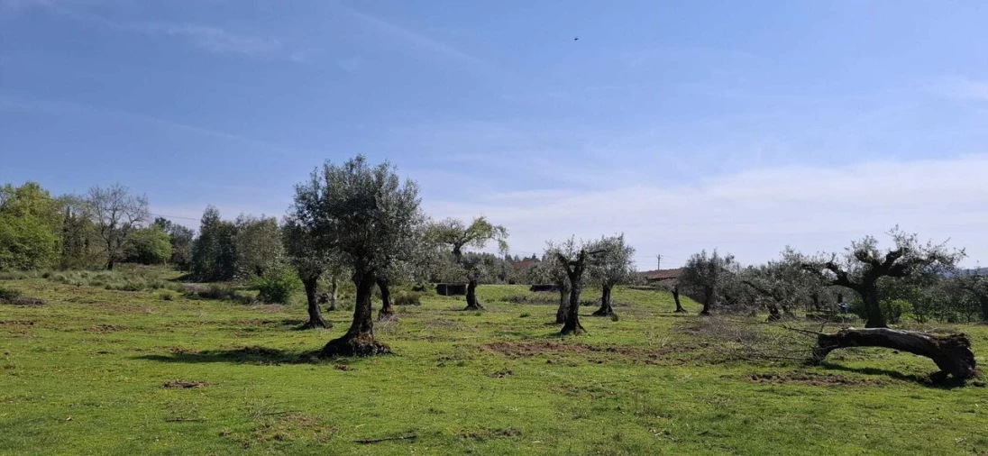 Quinta T0 para Venda em Nossa Senhora do Pranto Foto 10