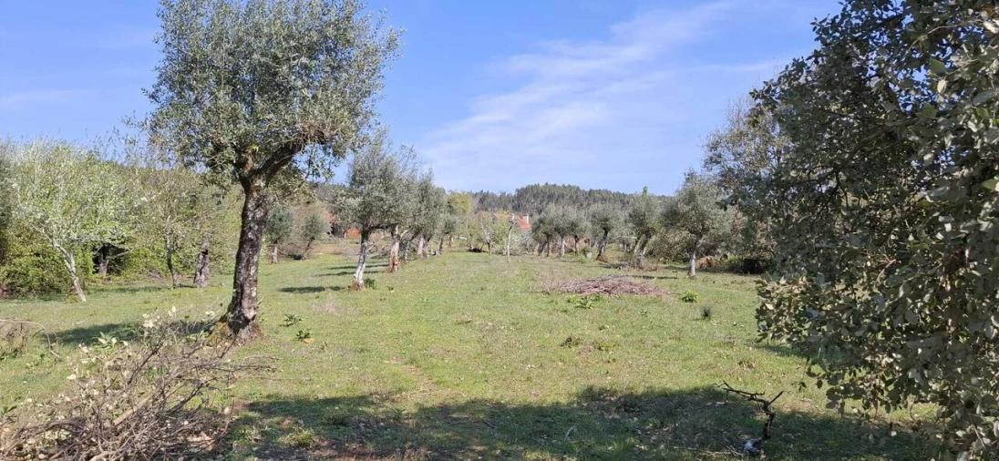 Quinta T0 para Venda em Nossa Senhora do Pranto Foto 20