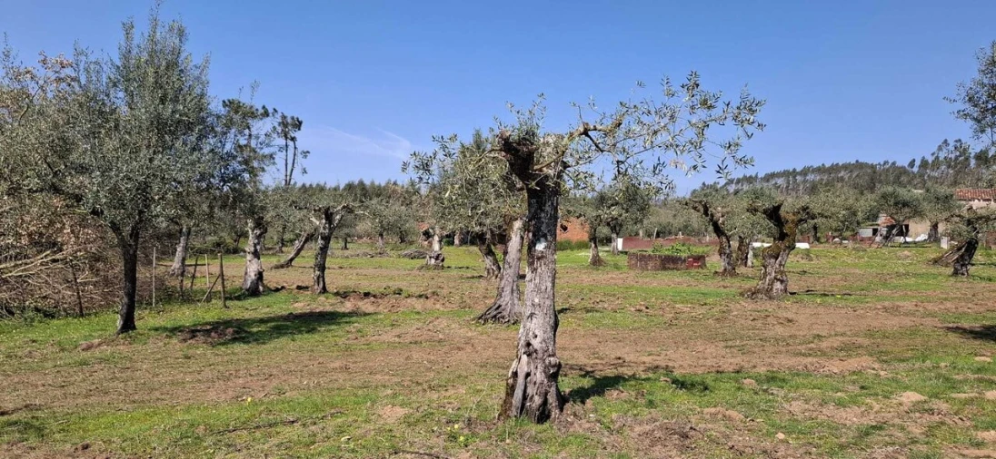 Quinta T0 para Venda em Nossa Senhora do Pranto Foto 25