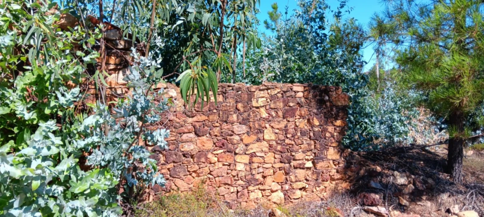 Terreno Agricola ou Rústico para Arrendamento em Amendoa Foto 4