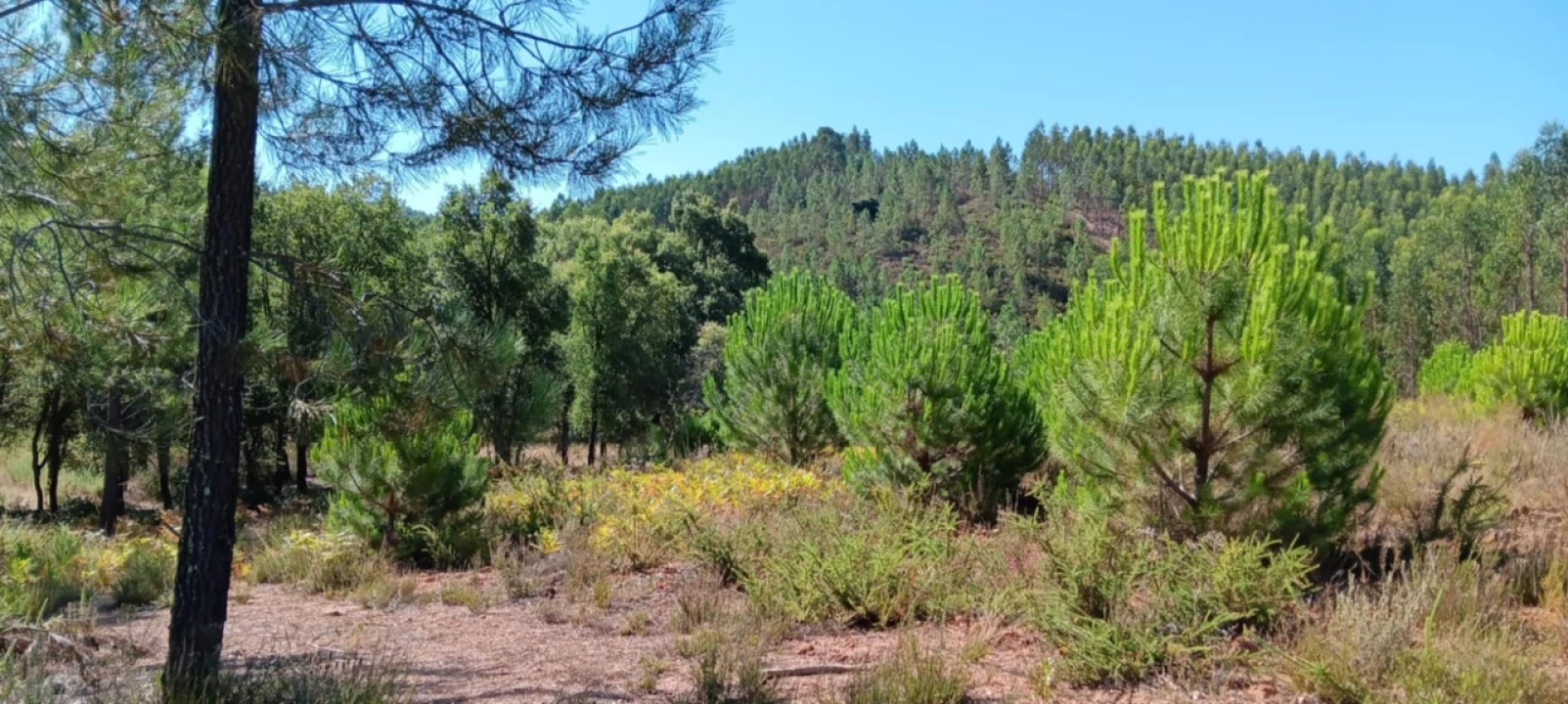 Terreno Agricola ou Rústico para Arrendamento em Amendoa Foto 9