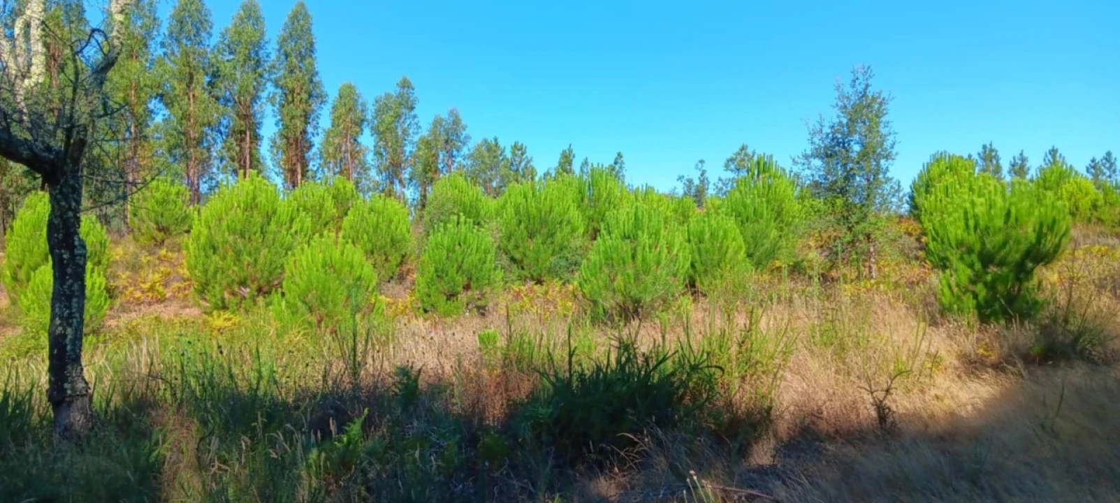 Terreno Agricola ou Rústico para Arrendamento em Amendoa Foto 10