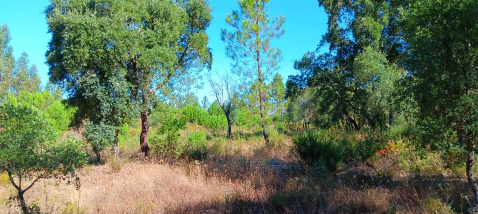 Terreno Agricola ou Rústico para Arrendamento em Amendoa Foto 14