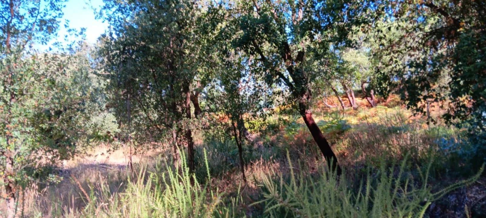 Terreno Agricola ou Rústico para Arrendamento em Amendoa Foto 18