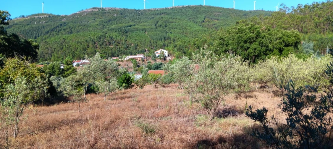 Terreno Agricola ou Rústico para Arrendamento em Amendoa Foto 5