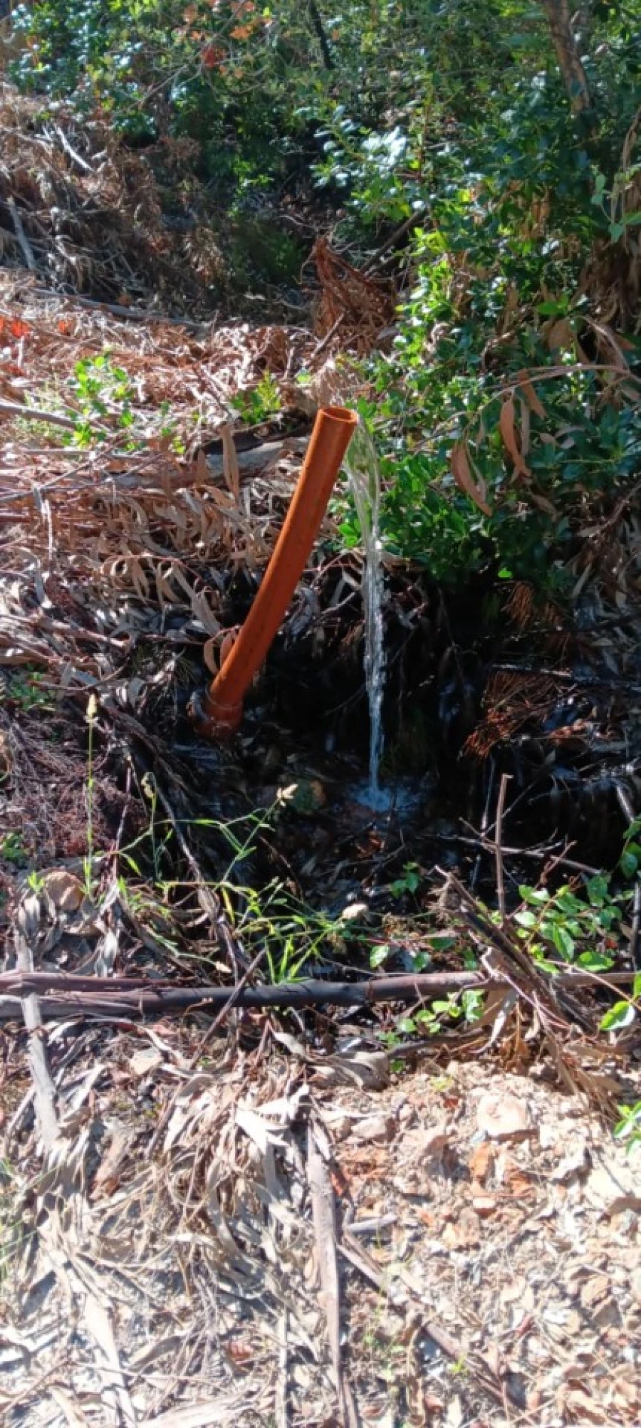 Terreno Agricola ou Rústico para Arrendamento em Amendoa Foto 11