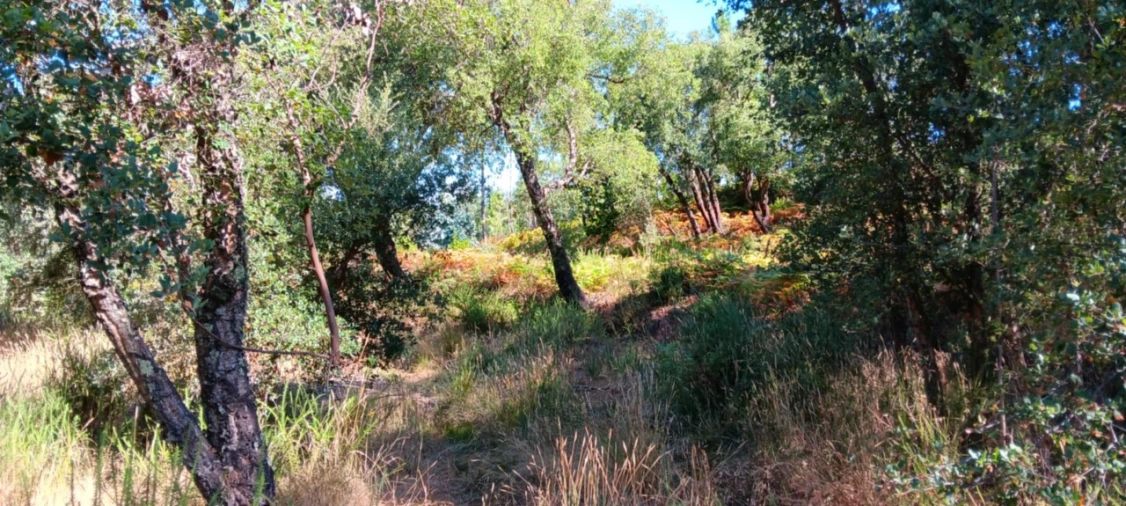 Terreno Agricola ou Rústico para Arrendamento em Amendoa Foto 17